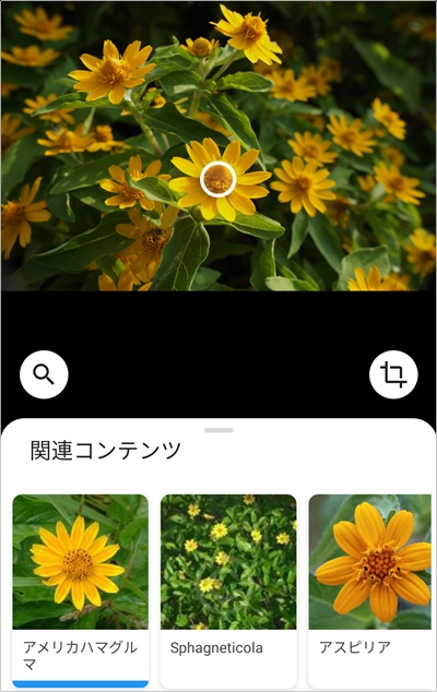 花の名前を調べるアプリはコレです アプリの鎖