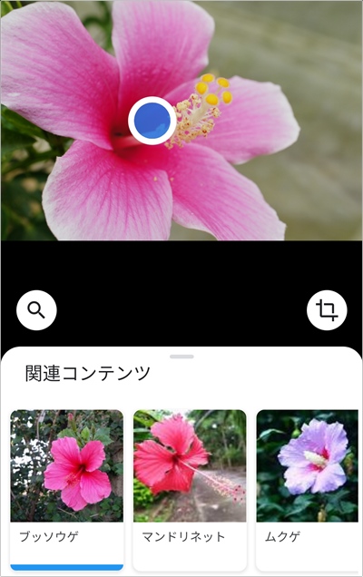 花の名前をスマホで検索するアプリ Google レンズ アプリの鎖