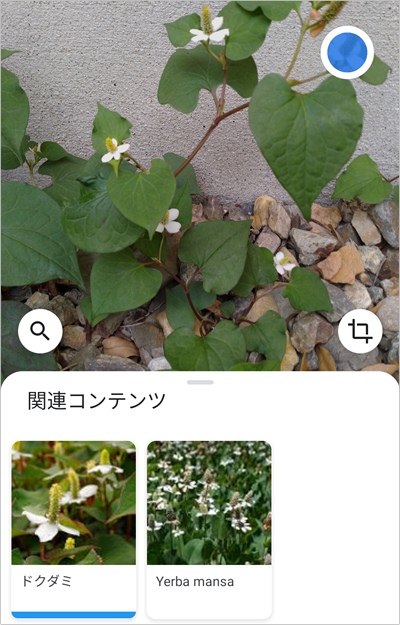 雑草の名前がわからないならアプリで調べるべし Google レンズ アプリの鎖 雑草の名前がわからないならアプリで調べるべし Google レンズ アプリの鎖
