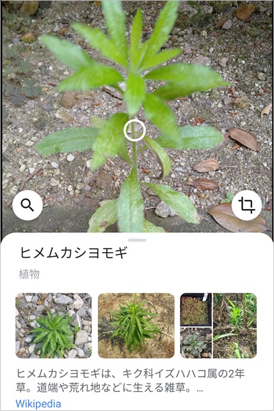 雑草の名前をスマホカメラで検索する方法 Google レンズ アプリの鎖